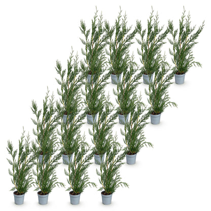 Green boutiQ - 16x Cupressocyparis leylandii 2011 - Leylandii - Haagplanten - Groenblijvend - Groen - Pot 9cm - Hoogte 30-40cm