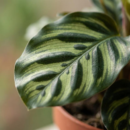 Green boutiQ - Calathea Makoyana - Pauwenplant - 2 Planten - Pot 12cm - Hoogte 25cm