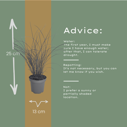 6x Miscanthus sinensis ‘Gracillimus’ – Elegant prachtriet met sierlijk overhangend blad | Potmaat 12 cm