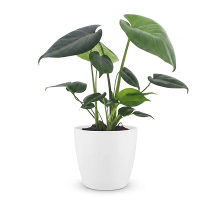 Green boutiQ - Monstera Deliciosa - Gatenplant - 1 Plant - met Potter Wit - Pot 12cm - Hoogte - 30cm