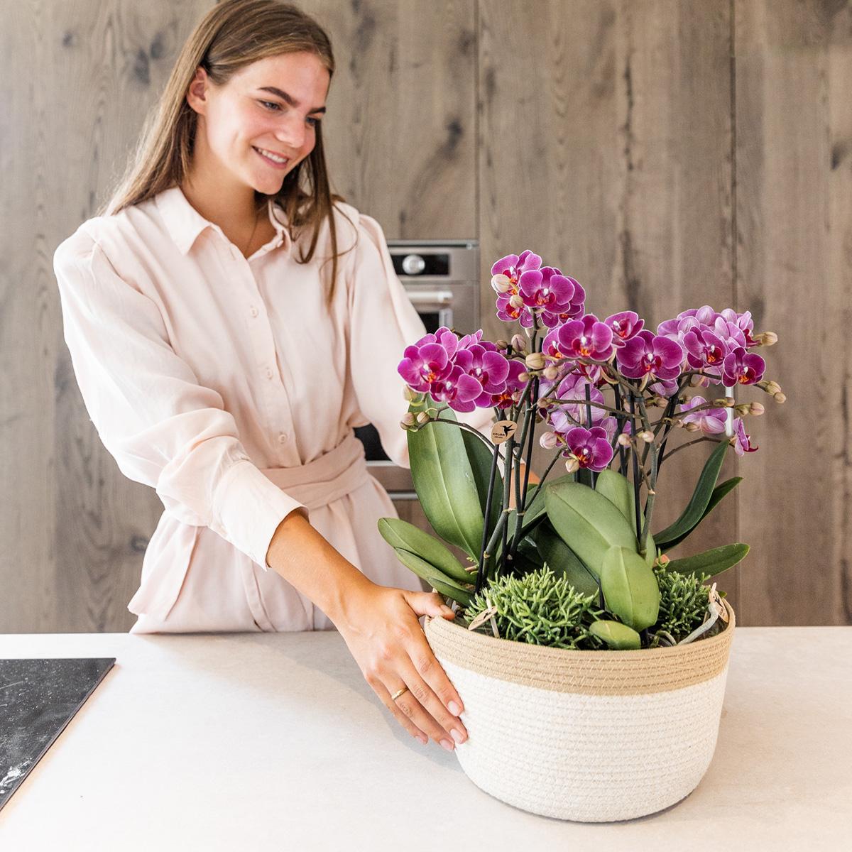 Kolibri orchideeën plantenset met waterreservoir in katoenen mand, met paarse orchideeën en groene planten.