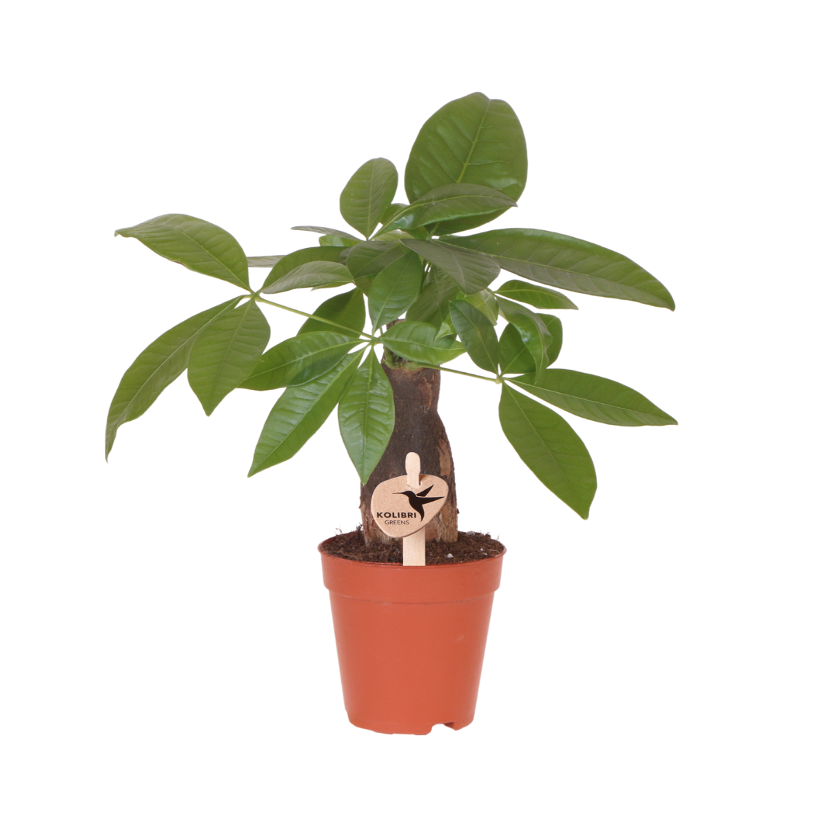 Kolibri Greens | Groene plant - Pachira ⌀9 cm - groene kamerplant - vers van de kweker