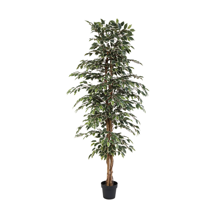 ARTIFICIAL Ficus benjamina variegata - 205cm