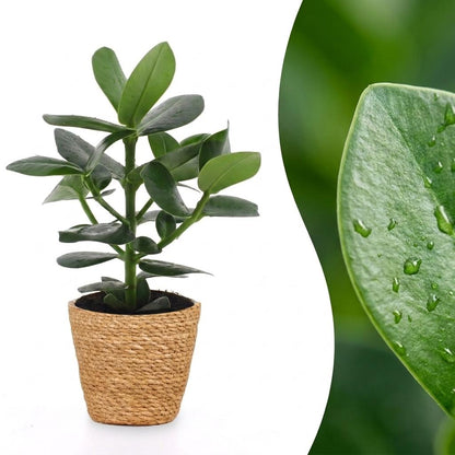 Green boutiQ - Clusia Princess - Clusia - 1 Plant - met Mand - Pot 12cm - Hoogte - 40cm