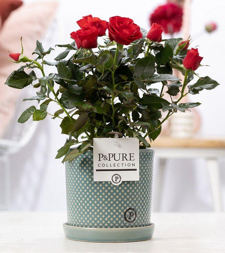 Rosa Red In P&PURE Lauren Ceramics - Ø12cm - ↕30cm