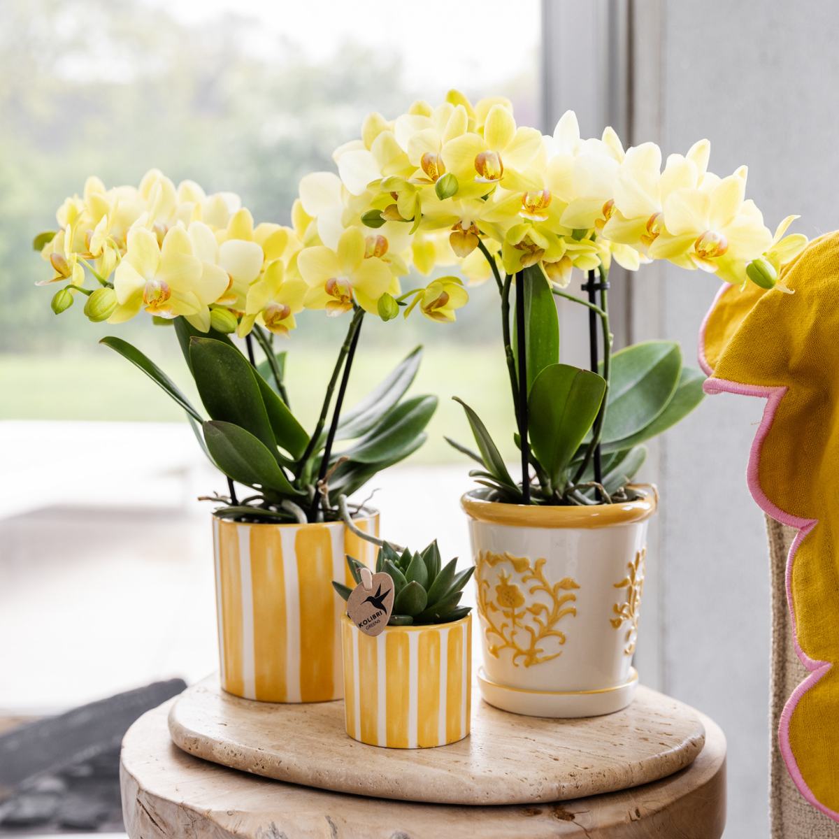 Kolibri-Orchideen | Gelbe Phalaenopsis-Orchidee – Albenga – Topfgröße Ø 9 cm | Blühende Zimmerpflanze – frisch vom Züchter