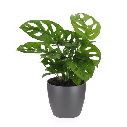 Green boutiQ - Monstera Adansonii - Rhaphidophora Tetrasperma - 1 Plant - met Potter Grijs - Pot 12cm - Hoogte - 25cm