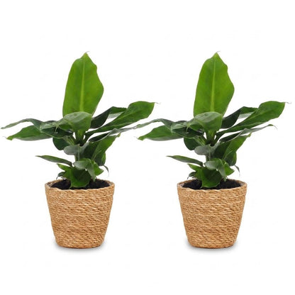Green boutiQ - Musa Oriental Dwarf - Dwergbanaan - 2 Planten - met Zeegras Mand - Pot 12cm - Hoogte 30cm
