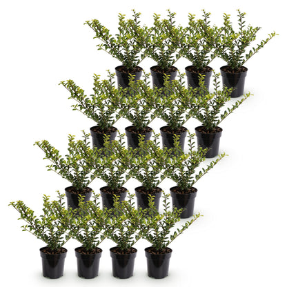 Green boutiQ - 16x Ilex crenata Covenxa - Japanse Hulst - Haagplanten - Groenblijvend - Groen - Pot 9cm - Hoogte 20-30cm