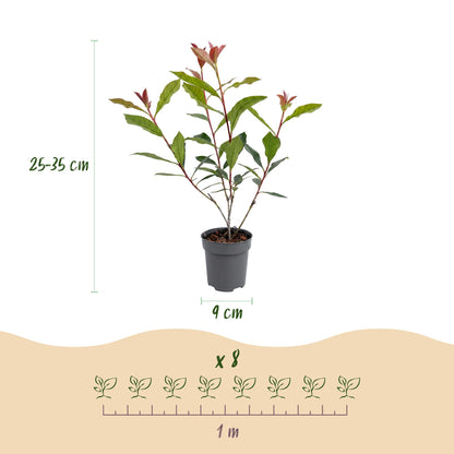 Green boutiQ - 16x Photinia fraseri Carre Rouge - Glansmispel - Haagplanten - Groenblijvend - Rood - Pot 9cm - Hoogte 25-35cm