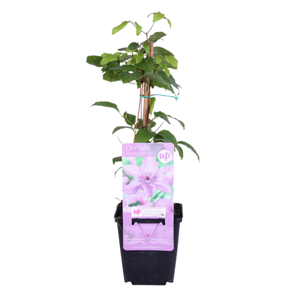 3x Clematis ‘Hagley Hybrid’ – P9 pot – prachtige roze bloeiende klimplant