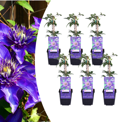 6x Clematis ‘Multi Blue’ – P9 pot – bijzondere blauw bloeiende klimplant