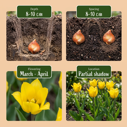 40x Tulipa Sylvestris - Bosdravik - Geel - Verwilderingsbol - Bolmaat 5/6