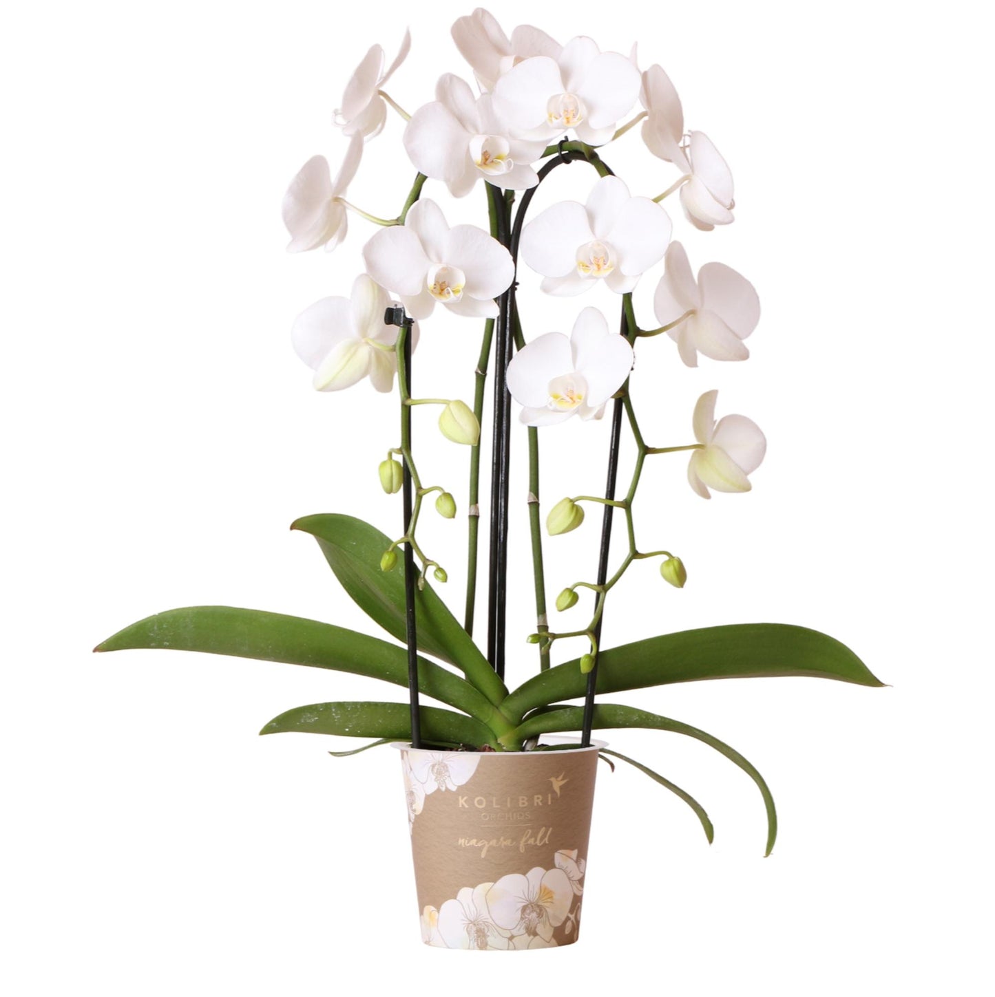 Kolibri-Orchideen | Weiße Phalaenopsis-Orchidee – Niagara Fall – Topfgröße Ø 12 cm | Blühende Zimmerpflanze – frisch vom Züchter