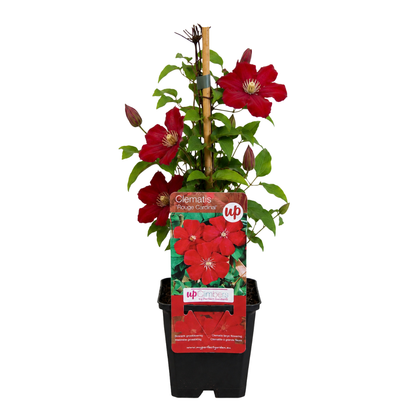 6x Clematis ‘Rouge Cardinal’ – P9 pot – prachtige rood bloeiende klimplant