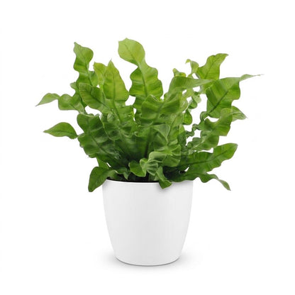 Green boutiQ - Asplenium Crispy Wave - Asplenium Crispy Wave - 1 Plant - met Potter Wit - Pot 12cm - Hoogte - 30cm