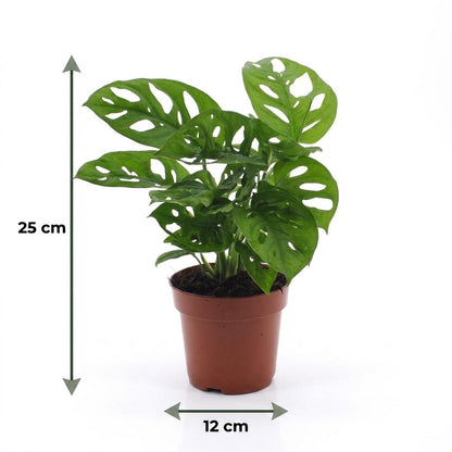 Green boutiQ - Monstera Adansonii - Rhaphidophora Tetrasperma - 2 Planten - met Potter Grijs - Pot 12cm - Hoogte - 25cm