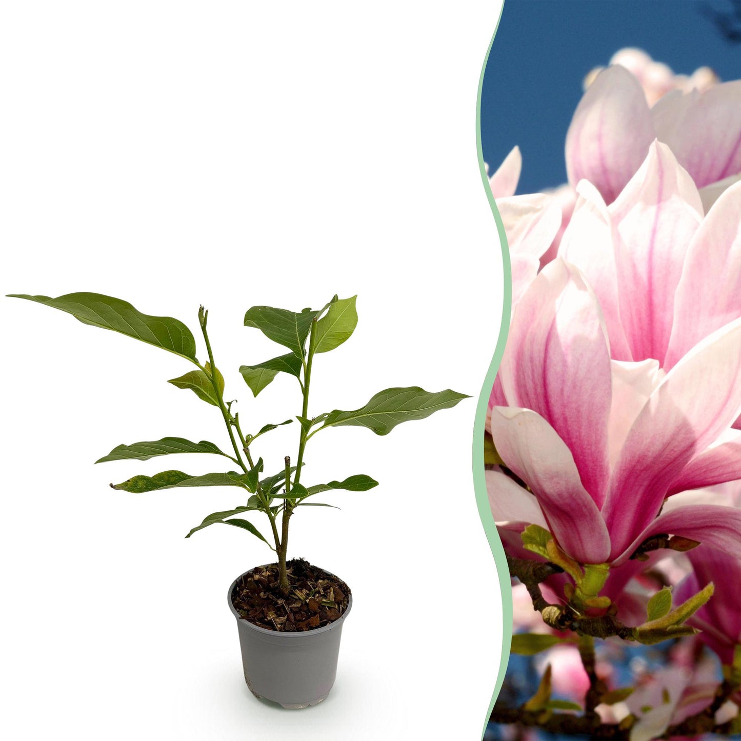 Green boutiQ - Tuinplant - Magnolia soulangeana - Bloem Roze - 1 Plant - Bladverliezend - Weinig Onderhoud - Pot 12cm Hoogte 30cm