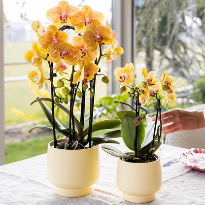 Kolibri-Orchideen | Gelbe Phalaenopsis-Orchidee – Lima – Topfgröße Ø 9 cm | Blühende Zimmerpflanze – frisch vom Züchter