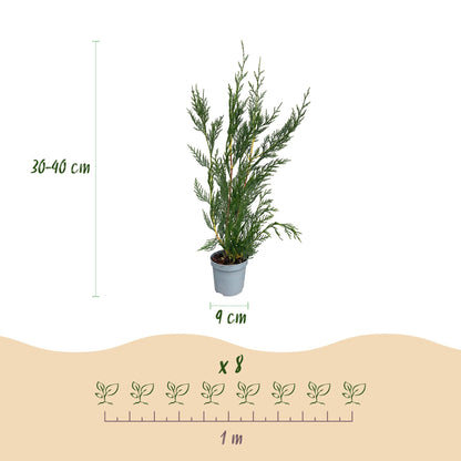Green boutiQ - 16x Cupressocyparis leylandii 2011 - Leylandii - Haagplanten - Groenblijvend - Groen - Pot 9cm - Hoogte 30-40cm