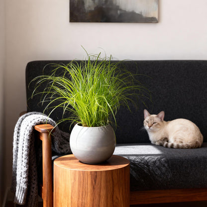 Green boutiQ - Kamerplant - Cyperus alternifolius Zumula - Kattengras - Huisdiervriendelijk - Groen - 4 Planten - Pot 12cm - Hoogte 28-30cm