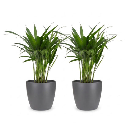 Green boutiQ - Areca Lutescens - Goudpalm - 2 Planten - met Potter Grijs - Pot 12cm - Hoogte - 45cm