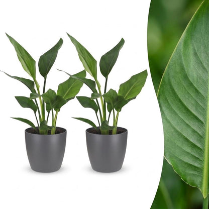 Strelitzia Reginea - Paradijsvogelbloem - 2 Planten - met Potter Grijs - Pot 12cm - Hoogte - 35cm