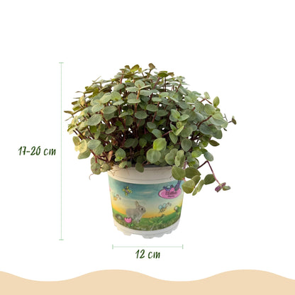 Green boutiQ - Kamerplant - Calissia repens - Kattengras - Huisdiervriendelijk - Groen - 4 Planten - Pot 12cm - Hoogte 17-20cm