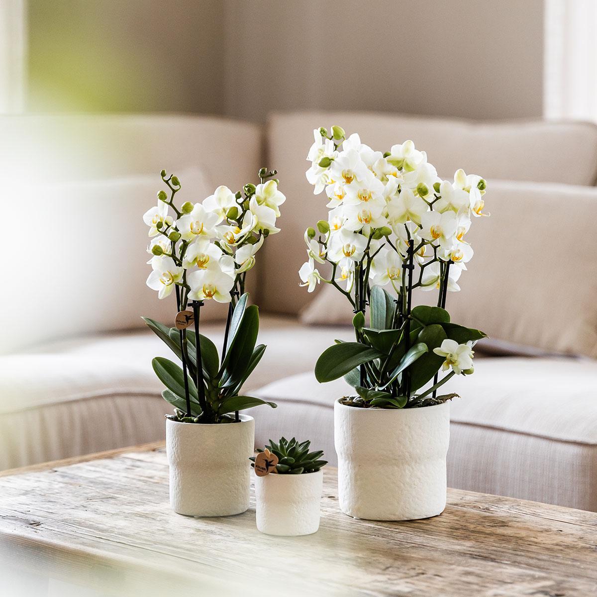Kolibri Orchideen | Weiße Phalaenopsis-Orchidee, Topfgröße Ø 9 cm | Lausanne | Blühende Zimmerpflanze – frisch vom Züchter