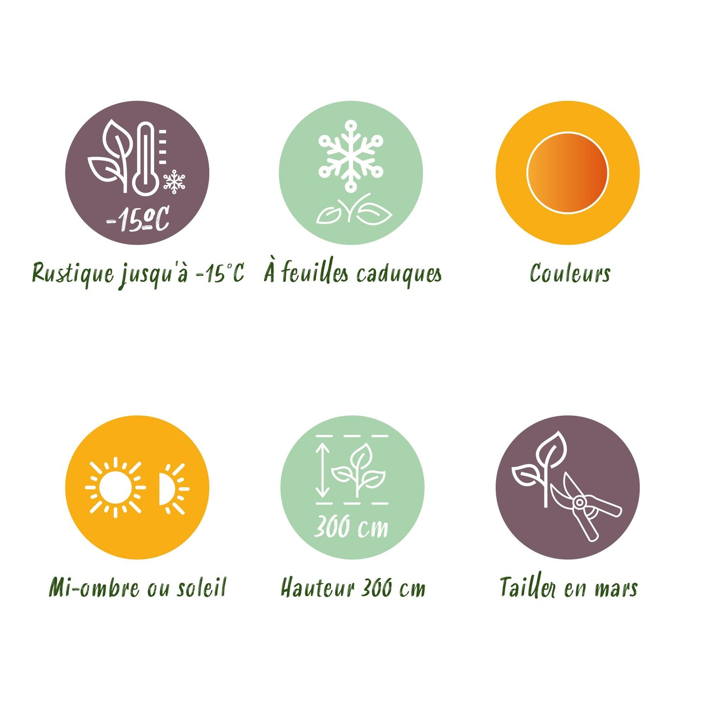 Green boutiQ - Tuinplant - Acer palmatum Seiryu - Groen 1 Plant - Bladverliezend - Weinig Onderhoud  - Pot 12cm Hoogte 35cm