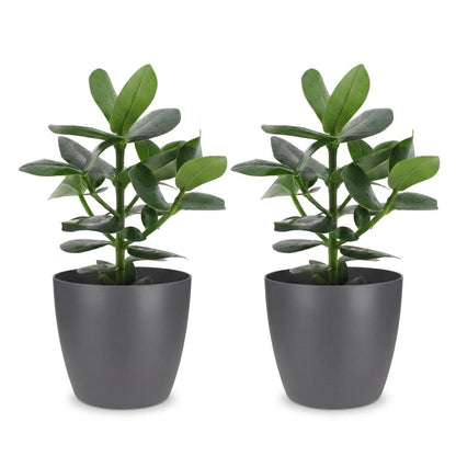 Green boutiQ - Clusia Princess - Clusia - 2 Planten - met Potter Grijs - Pot 12cm - Hoogte - 40cm