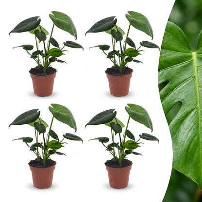 Green boutiQ - Monstera Deliciosa - Gatenplant - 4 Planten - Pot 12cm - Hoogte - 30cm