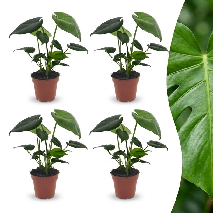 Green boutiQ - Monstera Deliciosa - Gatenplant - 4 Planten - Pot 12cm - Hoogte - 30cm