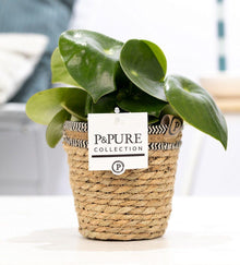 Peperomia Raindrop In P&PURE Basket - Ø12cm - ↕25cm