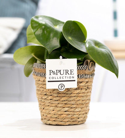 Peperomia Raindrop im P&amp;PURE Korb - Ø12cm - ↕25cm