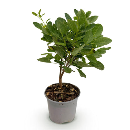 Green boutiQ - Tuinplant - Cotinus coggyria Young Lady - Groen 1 Plant - Bladverliezend - Weinig Onderhoud - Pot 12cm Hoogte 35cm