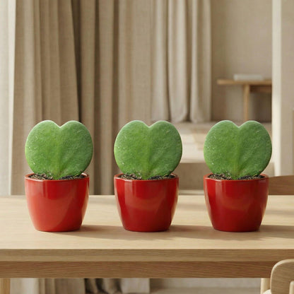 Sweetheart Plant Set - Groene Mini Gift - Pot & Plant Set - Rood