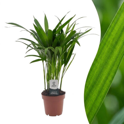 Green boutiQ - Areca Lutescens - Goudpalm - 1 Plant - Pot 12cm - Hoogte - 45cm