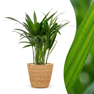 Green boutiQ - Areca Lutescens - Goudpalm - 1 Plant - met Mand - Pot 12cm - Hoogte - 45cm