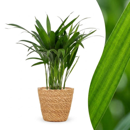 Green boutiQ - Areca Lutescens - Goudpalm - 1 Plant - met Mand - Pot 12cm - Hoogte - 45cm