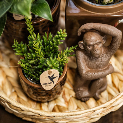 Kolibri-Heim | Ornament – ​​Dekorative Affenfigur – Sitzender Affe – Braun