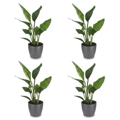 Strelitzia Reginea - Paradijsvogelbloem - 4 Planten - met Potter Grijs - Pot 12cm - Hoogte 35cm