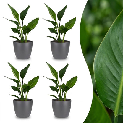 Strelitzia Reginea - Paradijsvogelbloem - 4 Planten - met Potter Grijs - Pot 12cm - Hoogte 35cm