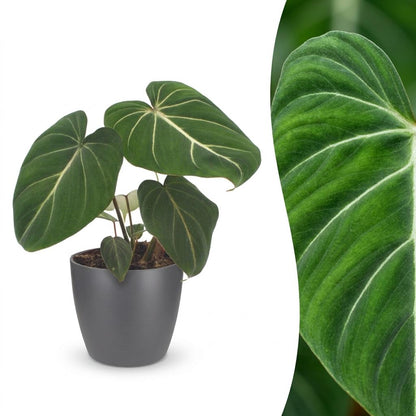 Philodendron Gloriosum - Glorie Philodendron - 1 Plant - met Potter Grijs - Pot 12cm - Hoogte - 25cm