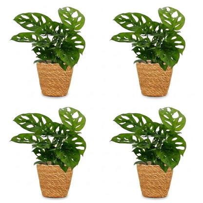 Green boutiQ - Monstera Adansonii - Rhaphidophora Tetrasperma - 4 Planten - met Mand - Pot 12cm - Hoogte - 25cm