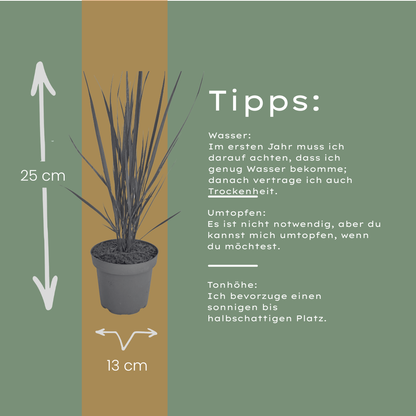 3x Panicum virgatum ‘Northwind’ – Sterk opgaand siergras met strakke groeivorm | Potmaat 12 cm