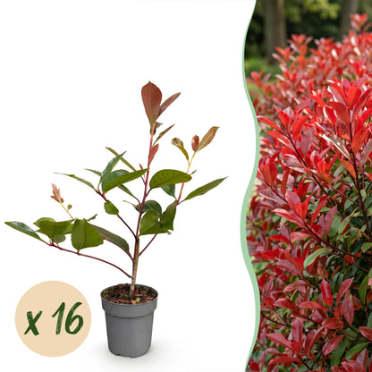 Green boutiQ - 16x Photinia fraseri Red Robin - Glansmispel - Haagplanten - Groenblijvend - Rood - Pot 9cm - Hoogte 25-35cm