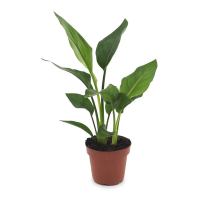 Green boutiQ - Strelitzia Reginea - Paradijsvogelbloem - 1 Plant - Pot 12cm - Hoogte - 35cm