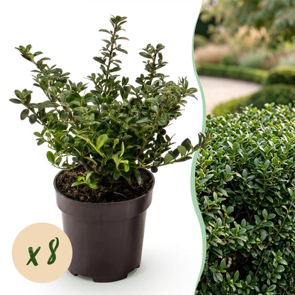 Green boutiQ - 8x Ilex crenata Stokes - Japanse Hulst - Haagplanten - Groenblijvend - Groen - Pot 9cm - Hoogte 20-30cm