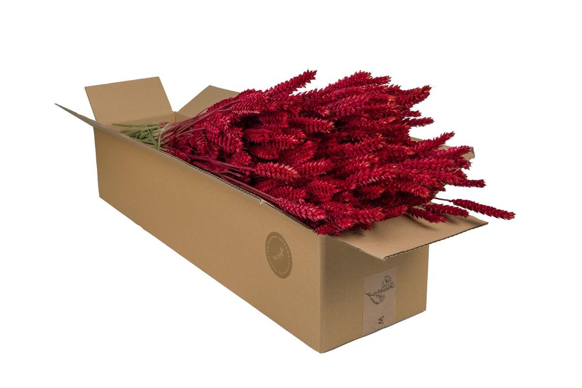 Getrocknete Weizenblüten (Triticum) – Rot – 4 Bündel – ↕60 cm
